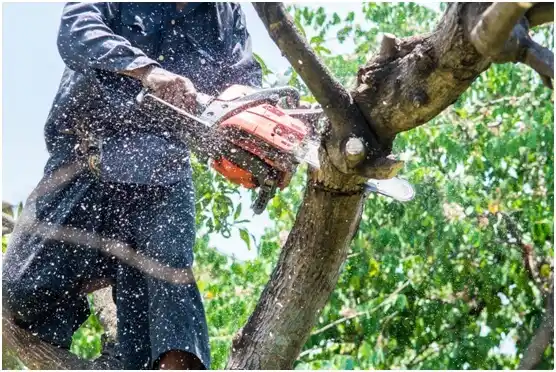 tree services White City